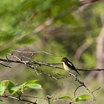 Narcissus Flycatcher Bird Photo Call And Song Ficedula Narcissina Muscicapa Narcissina