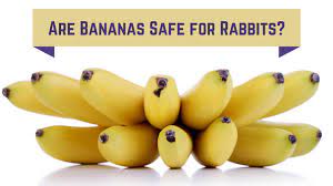 Banana peels are good for rabbit digestive system as it contains fiber in it. Can Rabbits Eat Bananas