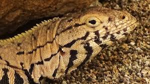 Image result for Microlophus peruvianus