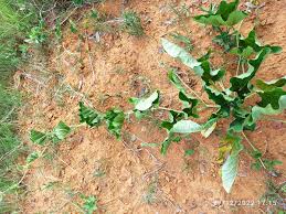 Image result for Cucumis humifructus