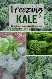We did not find results for: Freezing Kale In Individual Servings