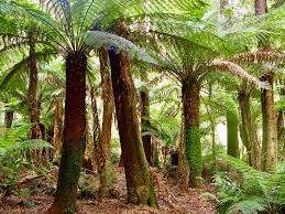 Image result for Cyathea capensis