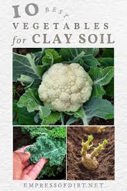 Choosing these adaptable plants means less work amending soil for a garden that will grow and thrive more easily. 10 Best Vegetables For Clay Soils Empress Of Dirt