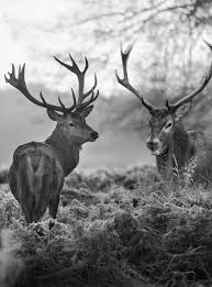 Fototapete Vlies Tapete Natur Tiere Hirsch Im Wald Hirschgeweih Schwarz Weiss Eur 1 00 Picclick De Bild Grau Natur Tiere Bilder