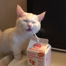 #cutecataesthetic, #cutecat, #cataesthetic, #cat#aesthetic#cute, #cuteaesthetic, #catsaesthetic, #catcoreaesthetic, # . Image About Aesthetic In Cute Cats By A On We Heart It