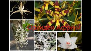 Image result for Summerhayesia zambesiaca