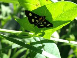 Image result for Monanthotaxis afra