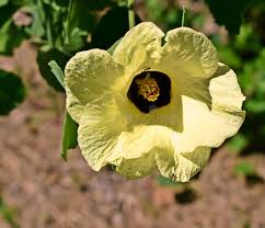 Image result for Hibiscus vitifolius