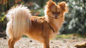 We did not find results for: Chihuahua Mixed Breeds 20 Different Types Of Chi Pups