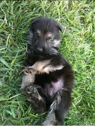 No, lagos but call my number we can work something out. So I Adopted The 6 Week Old Puppy German Shepherds Forum