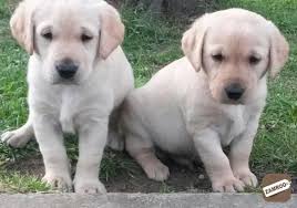 Use the search tool below and browse adoptable labrador retrievers! I Am Offering Two Labrador Puppies For Free Adoption To Any Loving And Caring H Barrackpore Zamroo