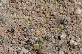 Image result for Pegolettia senegalensis