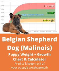 Browse our selection of reputable breeders in pa, ohio, indiana and more. Belgian Shepherd Dog Malinois Weight Growth Chart 2021 How Heavy Will My Belgian Shepherd Dog Malinois Weigh The Goody Pet