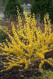 Check spelling or type a new query. In Bloom Fabulous Forsythia Yellow Shrubs Yellow Flowering Shrub Plants