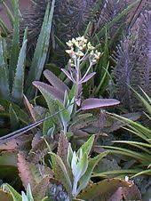 Full Size Picture Of Donkey Ears Life Plant Kalanchoe Gastonis Bonnieri Plants Garden Projects Succulents Garden
