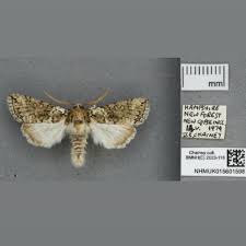 Image result for Polyploca ridens