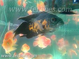 Ikan oscar dikenal sebagai predator yang memiliki sifat agresif. Kisah Inspiratif Ikan Hias Pertamaku Gagal Kudapatkan Ferboes Com