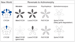 Image result for Triaspis macropteron
