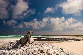 Find out about the incredibly diverse galapagos wildlife that makes this archipelago so very special galapagos conservation trust. Galapagos Entrance Fee Where Does The Money Go Sa Expeditions