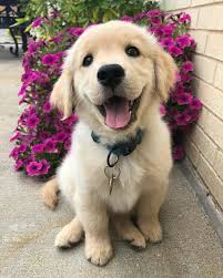 Must See 13 Before And After Photos Of Adopted Dogs That Prove Love Can Move Mountains In 2020 Cute Baby Animals Cute Animal Photos Super Cute Puppies
