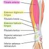What are the hamstring muscles? 1