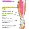 The leg muscles are organized in 3 groups: Https Encrypted Tbn0 Gstatic Com Images Q Tbn And9gctksy Hrfaung10tyqq1smnnaxurqqjtshhp I Mla Usqp Cau