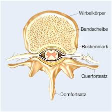 167 видео 21 просмотр обновлен 13 сент. á… Die Bandscheibe Sorgt Fur Die Elastizitat Der Wirbelsaule Und Gilt Als Schutzender Dampfer
