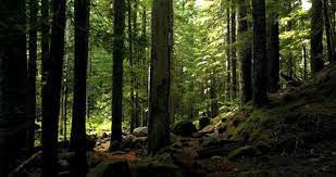 The forest pc game 2018 overview. 9 000 Best Forest Videos 100 Free Download Pexels Stock Videos