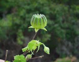Image result for Abutilon sonneratianum