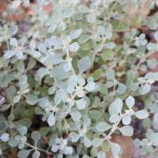 Image result for Glinus