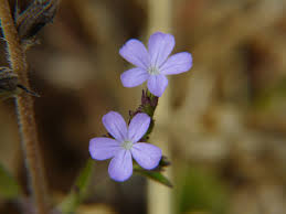 Image result for Buchnera chimanimaniensis