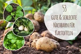 Die pflanzen gedeihen am besten auf leichten bis mittelschweren böden ohne staunässe. Kartoffel Mischkultur 53 Schlechte Und Gute Nachbarn Gartenlexikon De