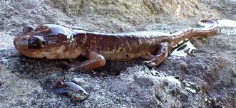 Image result for Aneulophus