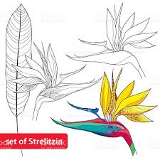 Acrylic Bird Of Paradise Painting Set Of Strelitzia Reginae Or Bird Of Paradise Flower And Leaf Birds Of Paradise Flower Flower Painting Paradise Painting