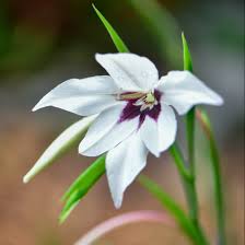 Image result for Gladiolus melleri