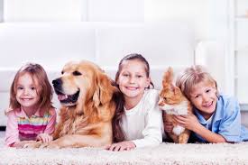 Kedi Kopek Sahipleri Icin Veteriner Hekiminizden 10 Altin Tavsiye