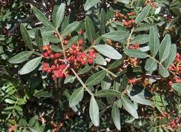 Image result for Pistacia