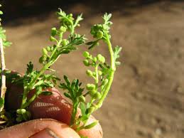 Image result for Coronopus didymus