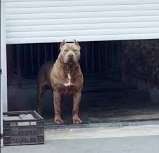 Introduction about the xxl american bully and american pitbul breed. Kennt Ihr Deutsch Zuchter Von Solchen Hunden Hund