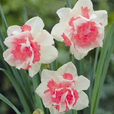 Pink Daffodils Might Make A Substitute For Tulips If You Have Deer As Well As Being Easier To Grow I Ve Got A Black Thumb For Belas Flores Plantae Flores