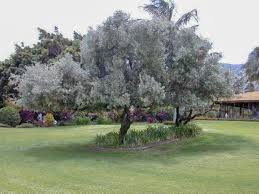 Image result for Conocarpus erectus