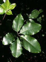 Image result for Neocussonia umbellifera