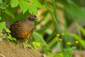 Image result for Odontosoria africana