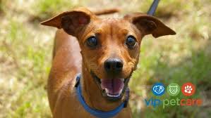 Check spelling or type a new query. Vip Petcare Clinic Pet Supplies Plus San Antonio North Tx Bulverde 28 April 2021
