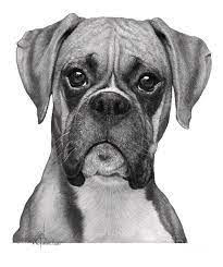 Top texture is grouped and on separate layer. Boxer Drawing Photograph By Murphy Art Elliott