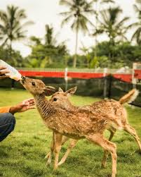 Taman safari indonesia bogor new 2020. Pengalaman Menarik Main Ke Wisata Akbar Zoo Banyuwangi Destinasio Magazine