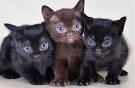 The Bombay Cat: Kings and Queens of the Black Cat Breeds ...