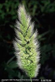 Image result for Polypogon