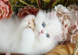Pin On Kittens More