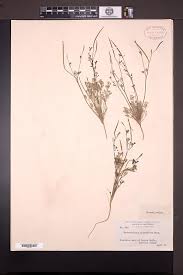 Image result for Asparagus minutiflorus